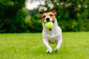 Hund mit Tennisball